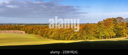 Une scène typiquement anglaise de paysage d'automne illuminée par lumière dorée en fin d'après-midi à Farley Mount, Hampshire, Angleterre. Image panoramique haute résolution. Banque D'Images