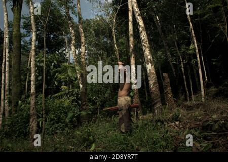 Tohab Hutagalung, un villageois fermier, tenant une carabine à air comprimé à la recherche d'une autre source de protéines au milieu de la forêt de Batang Toru à Sitahuis, Central Tapanuli, North Sumatra, Indonésie. Les communautés vivant dans la forêt tropicale et autour de celle-ci dépendent en partie de la chasse alimentaire et de la collecte alimentaire en plus de l'agriculture. Les conservationnistes ont résolu ce problème en plaçant l'autonomisation des communautés comme partie intégrante de tout effort de conservation de la nature, en fournissant éducation et assistance aux communautés pour trouver une source de revenu alternative plus durable et plus écologique. Banque D'Images