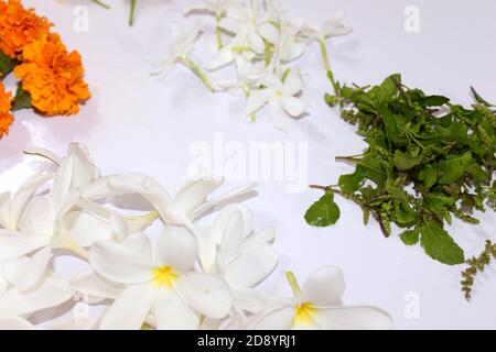 herbes médicinales fraîches et herbes culinaires, feuilles, baies, plantes, fleurs - collection sur fond blanc Banque D'Images