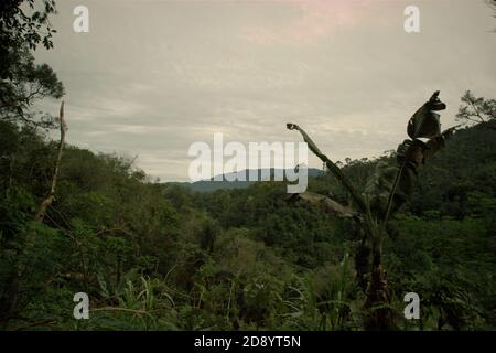 Vue de l'écosystème de Batang Toru vu du village de Nauli dans le district de Sitahuis, Central Tapanuli regency, province de Sumatra Nord, Indonésie. Banque D'Images