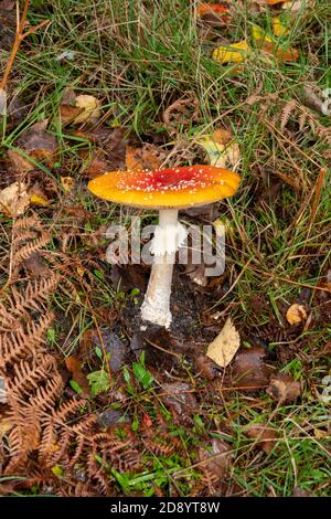 Mouche agarique Mushroom, Suffolk, Angleterre Banque D'Images