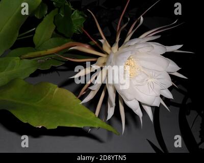 Gros plan de la belle fleur nocturne d'Epiphyllum oxypetalum sur un arrière-plan sombre Banque D'Images