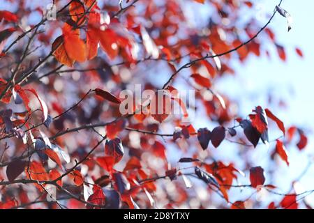 Feuilles d'automne rouges, cerisier de prune Banque D'Images