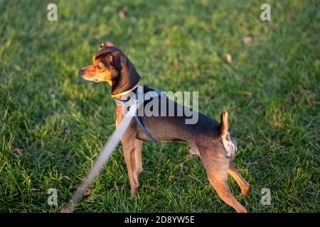 Chiot pinscher nain se faufiler à travers l'herbe. Banque D'Images