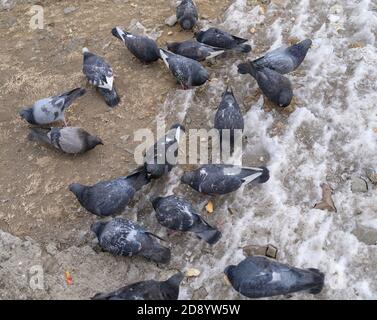 L'alimentation des pigeons à l'extérieur. Focus sélectif. Banque D'Images