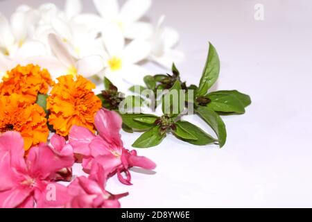 herbes médicinales fraîches et herbes culinaires, feuilles, baies, plantes, fleurs - collection sur fond blanc Banque D'Images