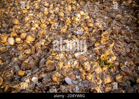 Pile de coquilles d'oeufs cassées, animal, oiseau, bouilli, petit déjeuner, cassé, brun, craque sur les coquilles d'oeufs, craquelé, Crash, Cut out, oeuf, Eggshell, Ellipse, bande de roulement Banque D'Images