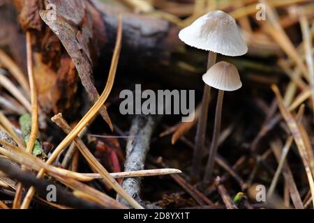 Mycena leptocehala, le capot nitreux Banque D'Images