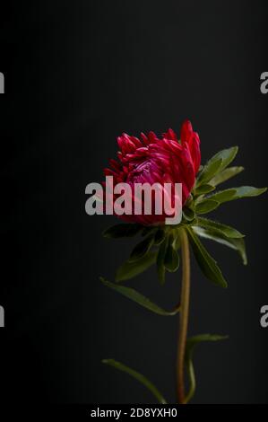 Plan vertical d'une fleur de chrysanthème rouge en fleur isolée sur un arrière-plan sombre Banque D'Images