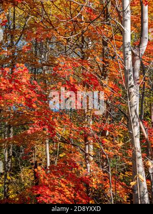 Petit arbre d'érable et de bouleau argenté tronc contre UN Ciel bleu ensoleillé avec feuilles rouges orange automne Ontario Canada Banque D'Images