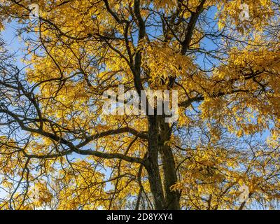 Grand frêne avec automne feuilles jaunes Ontario Canada Banque D'Images