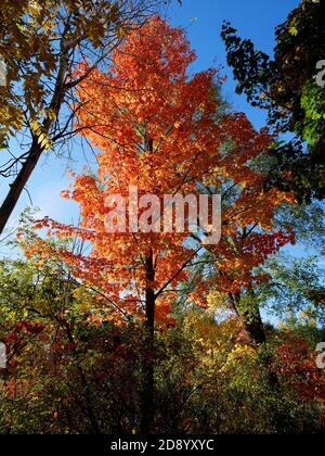 Petit érable contre UN ciel bleu ensoleillé avec orange Feuilles rouges automne Ontario Canada Banque D'Images