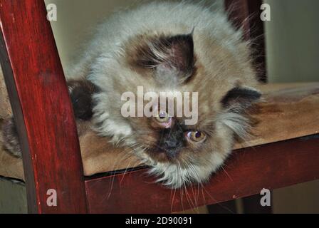 Itty chaton himalayen jouant sur une chaise Banque D'Images