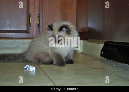 Itty morty kitten himalayan jouant dans la cuisine Banque D'Images