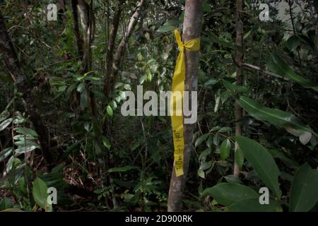 Un marqueur qu'une équipe de travailleurs de la conservation a placé lors d'une étude sur le terrain dans l'écosystème de Batang Toru, au centre de Tapanuli, au nord de Sumatra, en Indonésie. Banque D'Images