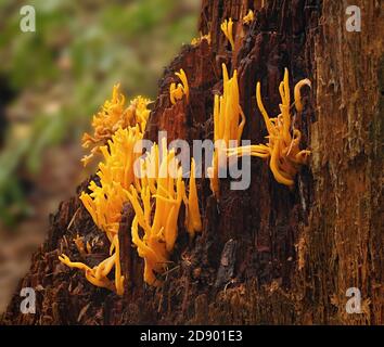 Jaune Stagshorn Calocera viscosa généralement croissant sur des conifères pourris Piquant dans les bois du Somerset au Royaume-Uni Banque D'Images