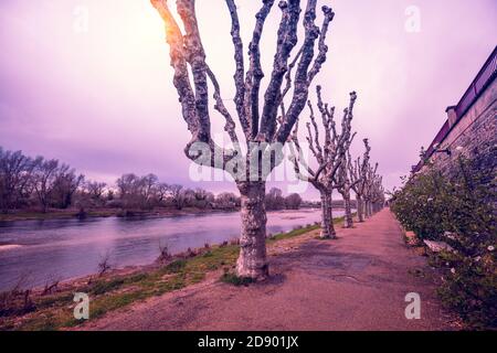 Sycamore Tree Alley et promenez-vous le long de la Loire au printemps. Rive de la Loire au coucher du soleil, Digoin, France Banque D'Images