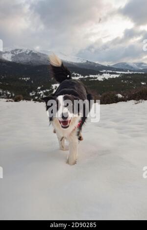 Chien jouant dans la neige à Noël. Jeune et drôle Border Collie. Photographie d'hiver, paysage gelé Banque D'Images