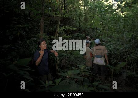 Une équipe de travailleurs de la conservation effectuant une étude sur le terrain dans la zone de la forêt tropicale qui fait partie de l'habitat de la population fragmentée de Sumatran orangutan dans le centre de la régence de Tapanuli, province de Sumatra, au nord de l'Indonésie. Banque D'Images