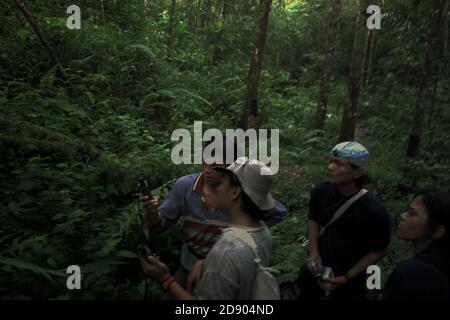 Une équipe de travailleurs de la conservation effectuant une étude sur le terrain dans la zone de la forêt tropicale qui fait partie de l'habitat de la population fragmentée de Sumatran orangutan dans le centre de la régence de Tapanuli, province de Sumatra, au nord de l'Indonésie. Banque D'Images