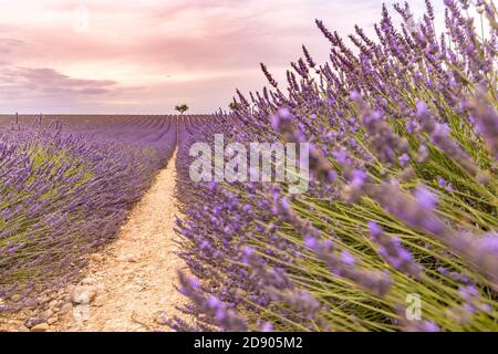 Gros plan sur le champ de fleurs en sauge décoratif violet. Beau jardin d'été fleur violette. La lavande fleurir dans un champ au coucher du soleil en Provence Banque D'Images
