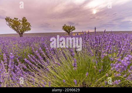 Gros plan sur le champ de fleurs en sauge décoratif violet. Beau jardin d'été fleur violette. La lavande fleurir dans un champ au coucher du soleil en Provence Banque D'Images