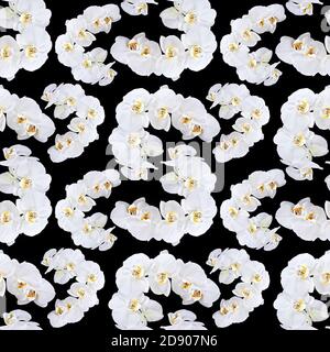 Fond floral. Motif orchidée blanche sans couture Banque D'Images