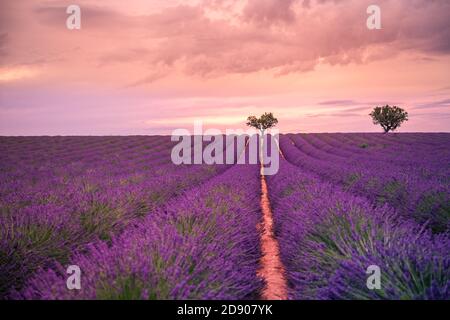Vue panoramique sur le champ de lavande au coucher du soleil. Coucher de soleil sur un champ de lavande violet en Provence, France, Valensole. Paysage de la nature d'été Banque D'Images