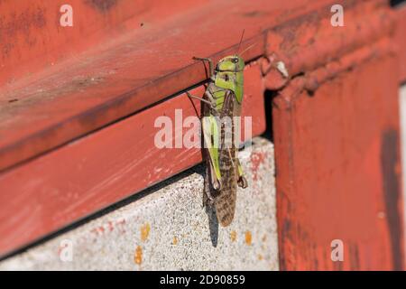 Criquet pèlerin (Locusta migratoria), ville d'Isehara, préfecture de Kanagawa, Japon Banque D'Images