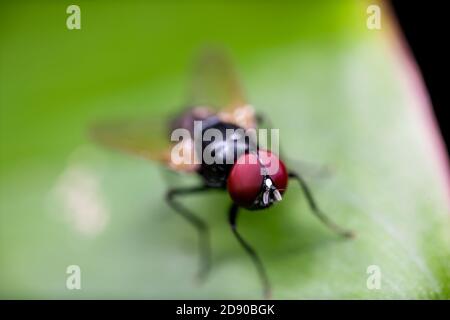 Photographie Macro de mouche noire sur feuille verte Banque D'Images