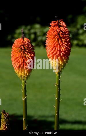 Pair Kniphofia 'Percy's Pride' (Red Hot Poker) a grandi dans une frontière à RHS Garden Harlow Carr, Harrogate, Yorkshire, Angleterre, Royaume-Uni. Banque D'Images