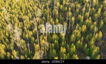 Vue des oiseaux des jeunes arbres qui poussent sur le site du feu de forêt. Récupération de l'environnement après sinistre. Faites sécher les troncs d'arbre par le haut. Antenne v Banque D'Images