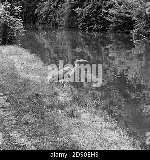 Heron gris sur les rives du Grand Union Canal à Stoke Hammond, Milton Keynes Banque D'Images