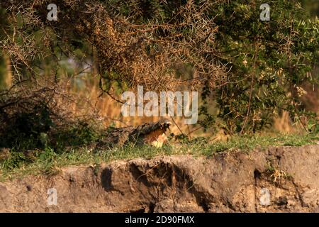 Un crocodile cherche refuge à l'ombre d'une acacia Arbre sur la rive pendant que la rivière Katuma sèche à la fin de la saison sèche Banque D'Images