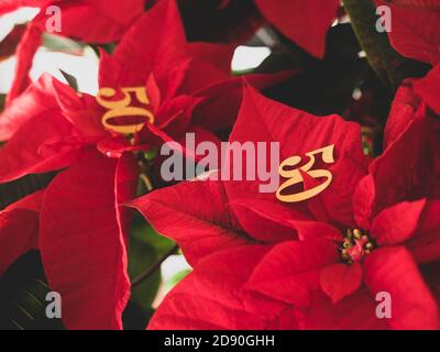 Poinsettia plante sur la table Banque D'Images