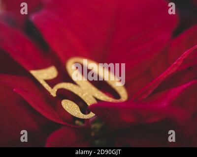 Poinsettia plante sur la table Banque D'Images