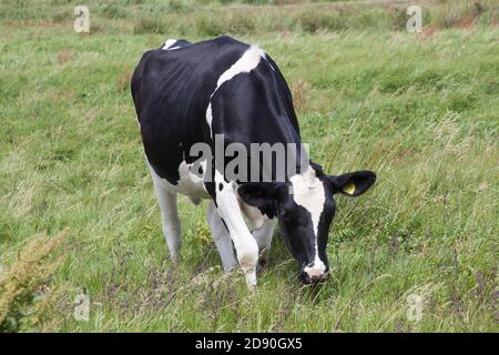 Une vache noire et blanche qui broutage dans un champ de Wareham, Dorset, au Royaume-Uni Banque D'Images