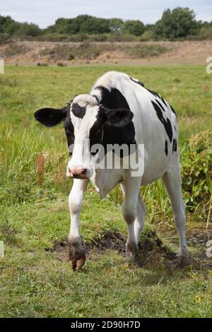 Une vache noire et blanche dans un champ à Wareham, Dorset au Royaume-Uni Banque D'Images