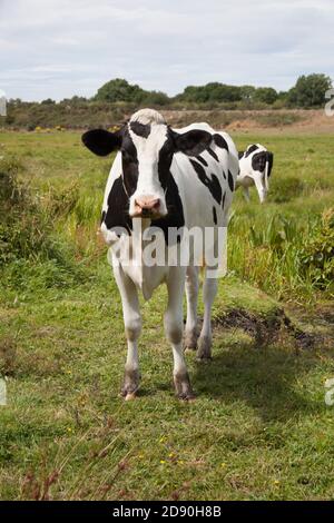 Une vache se trouvait dans un champ à Wareham, Dorset, au Royaume-Uni Banque D'Images