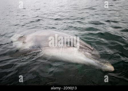 Dauphin sauvage solitaire sociable Bottlenose Dusty (Tursiops truncatus) Co Clare, Irlande Banque D'Images