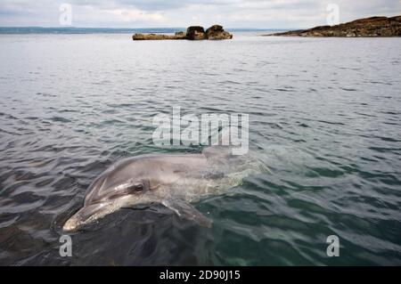 Dauphin sauvage solitaire sociable Bottlenose Dusty (Tursiops truncatus) Co Clare, Irlande Banque D'Images