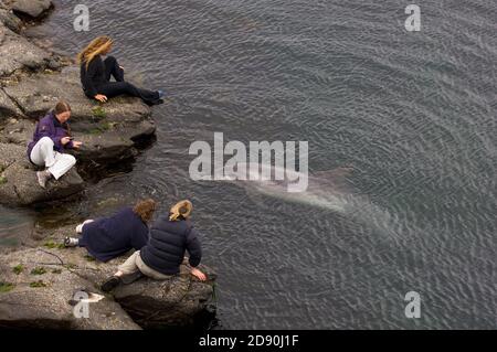 Dauphin sauvage solitaire sociable Bottlenose Dusty (Tursiops truncatus) Co Clare, Irlande Banque D'Images