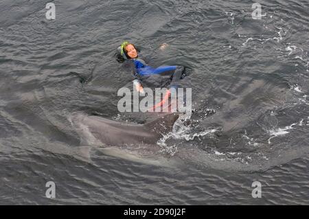 Dauphin sauvage solitaire sociable Bottlenose Dusty (Tursiops truncatus) Co Clare, Irlande Banque D'Images