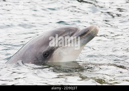 Dauphin sauvage solitaire sociable Bottlenose Dusty (Tursiops truncatus) Co Clare, Irlande Banque D'Images