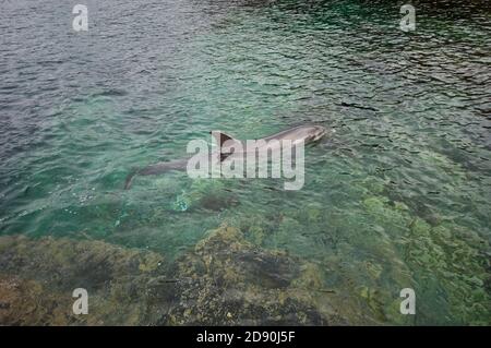 Dauphin sauvage solitaire sociable Bottlenose Dusty (Tursiops truncatus) Co Clare, Irlande Banque D'Images