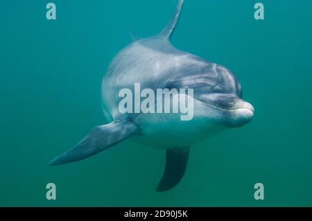 Dauphin sauvage solitaire sociable Bottlenose Dusty (Tursiops truncatus) Co Clare, Irlande Banque D'Images