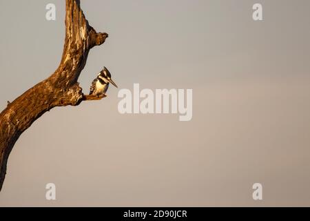 Une femelle Pied Kingfisher Ceryle rudis perching sur une distance branche au-dessus d'un lagon regardant avirement pour les poissons à l'aube En Afrique du Sud Banque D'Images