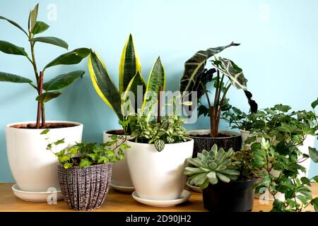 Maison intérieure plantes de jardin. Collection de fleurs diverses - plante de serpent, succulents, Ficus Pumila, lyrata, Hedera Helix, Alocasia sanderiana. bota élégant Banque D'Images