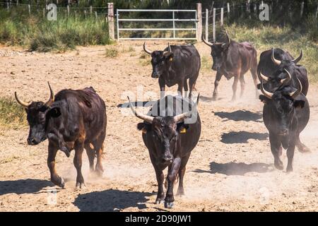 Aigues mortes, France. 9 juillet 2018. Un troupeau de taureaux en Camargue Banque D'Images