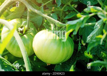 Les tomates vertes sont accrochées à une tige dans le jardin. Cultiver des légumes naturels sans pesticides ni produits chimiques. Banque D'Images